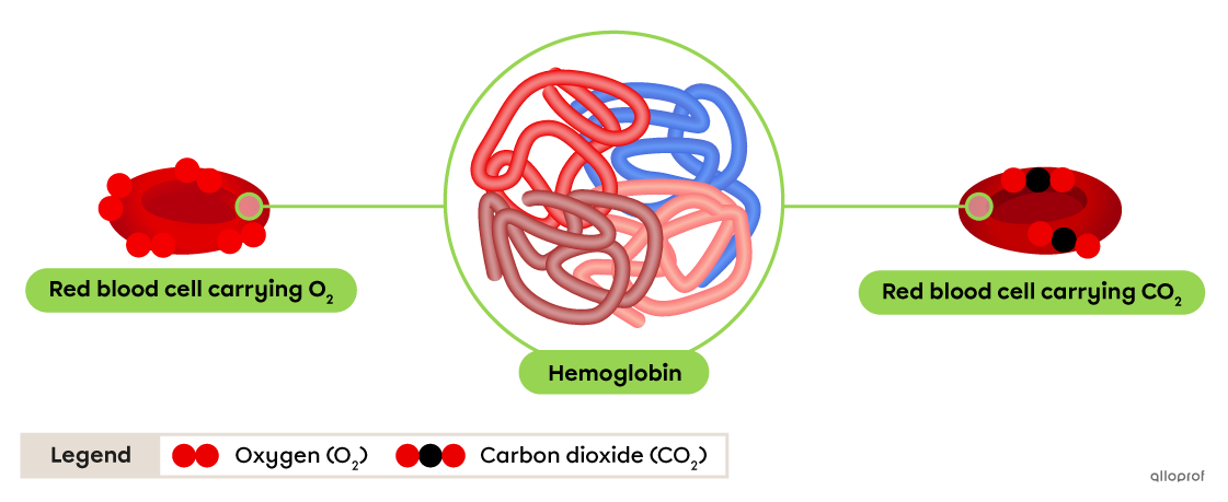 Oxygen molecules on a bright red cell, a hemoglobin molecule made of four chains and carbon dioxide molecules on a dark red cell.