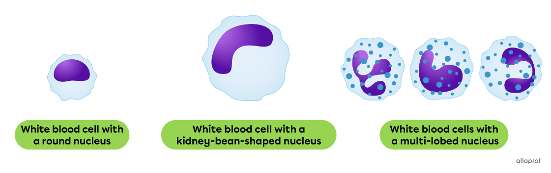 A white blood cell with a round nucleus, a white blood cell with a kidney bean-shaped nucleus and three white blood cells with a multi-lobed nucleus.