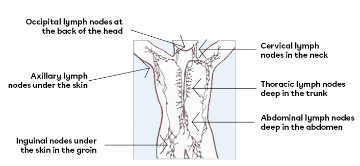 Lymphatic nodes in the human body. 