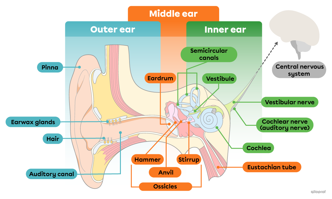 The structures of the outer, middle and inner ear.