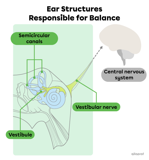 The structures of the inner ear responsible for balance.