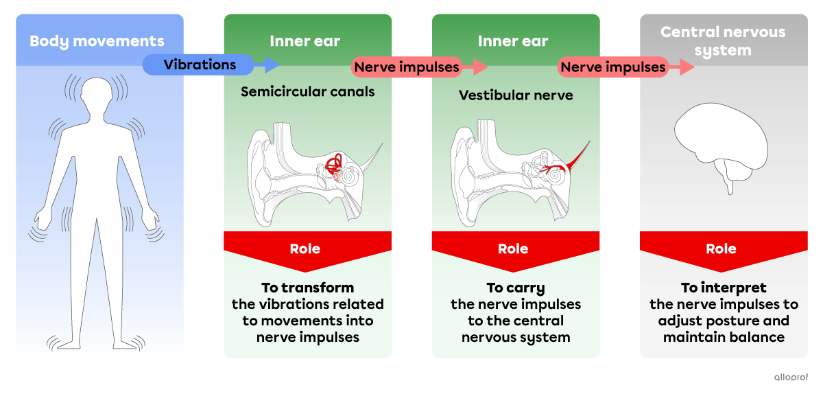 Summary of the roles of the structures of the ear involved in balance.