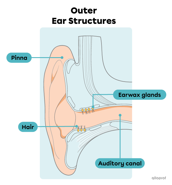 The main structures of the outer ear.