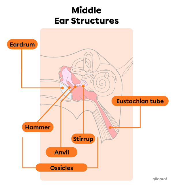 The main structures of the middle ear.