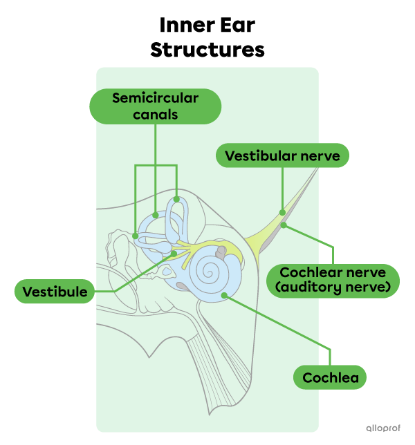 The main structures of the inner ear.