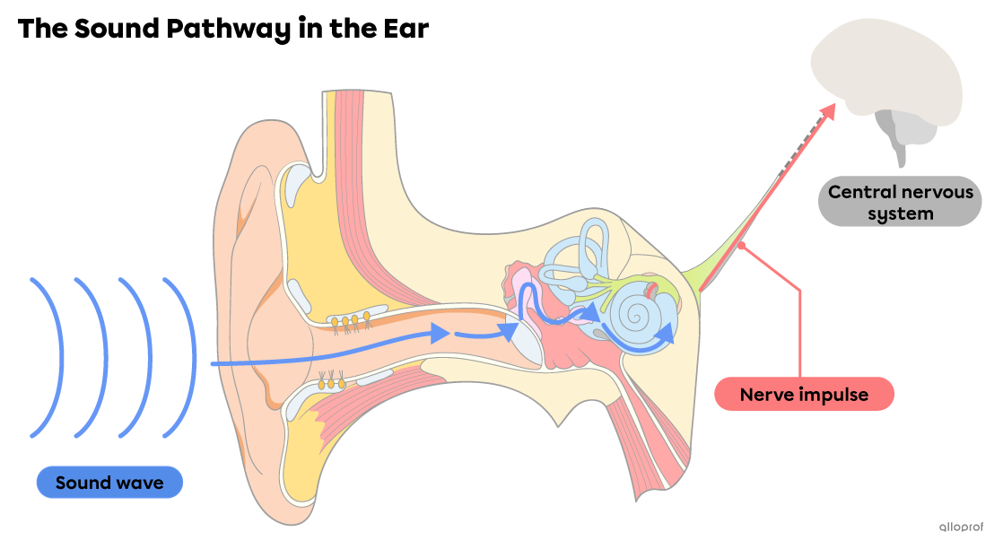 The pathway of sound in the ear.