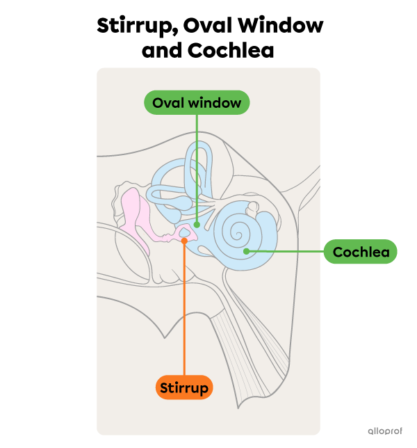 The stapes, the oval window and the cochlea.