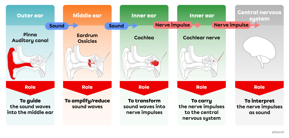 A summary of the roles of the main structures of the ear involved in hearing.