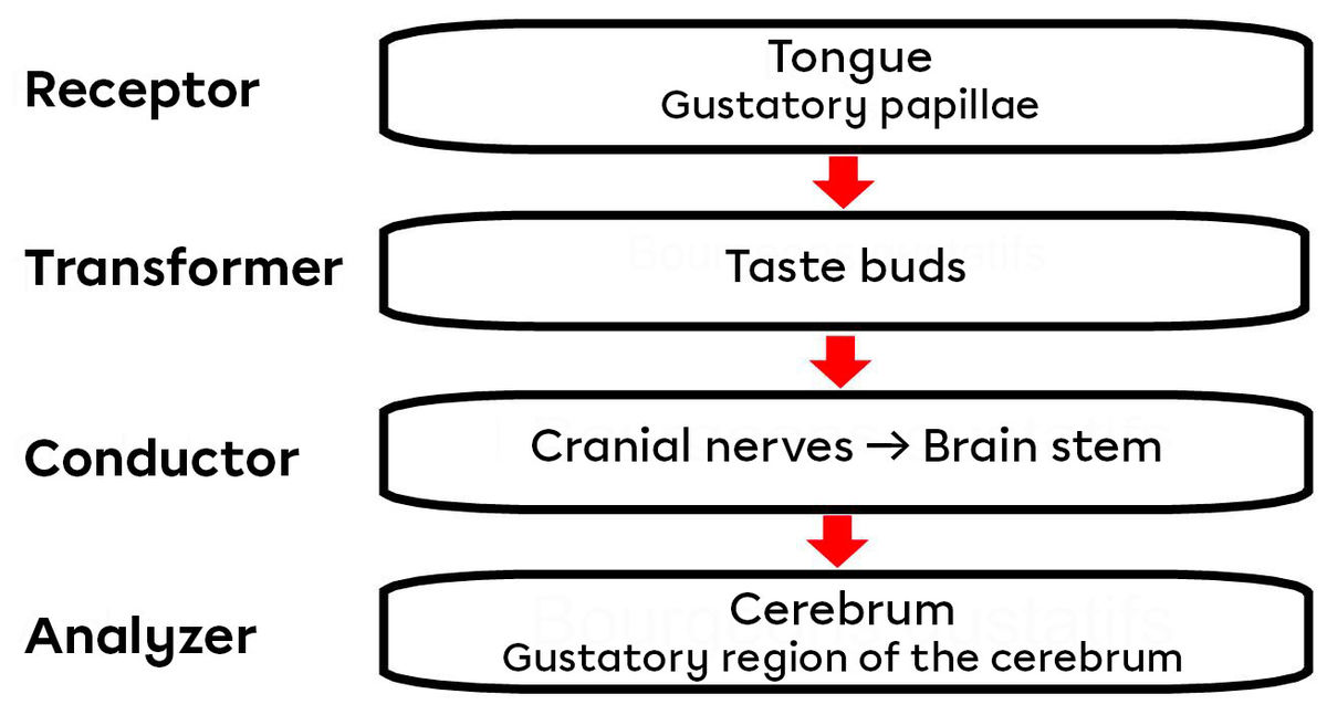 A diagram of the taste pathway.