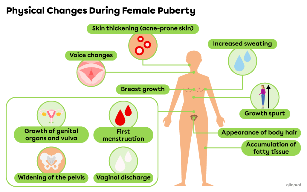 Voice changes, widening of the pelvis, accumulation of fatty tissue, growth spurt, breast growth, skin thickening, increased sweating, appearance of body hair, growth of the genital organs and vulva, vaginal discharge and the first menstruation are physical changes that take place during female puberty.