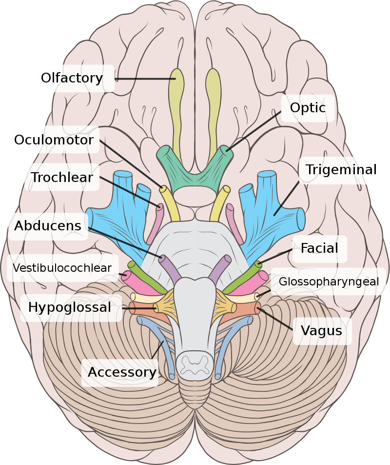 Arrangement of emerging cranial nerves.