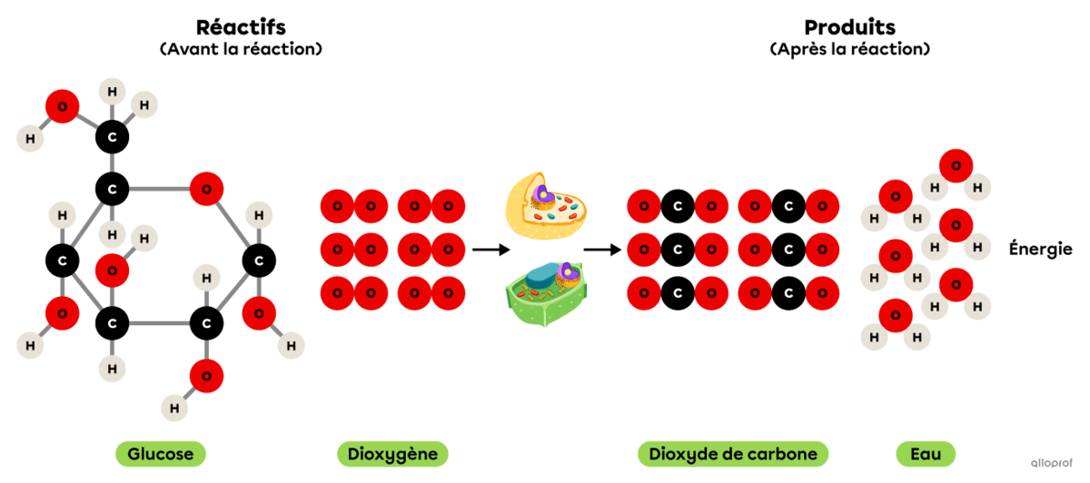 La réaction de respiration cellulaire selon le modèle particulaire.