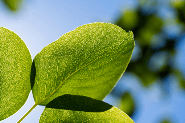 A leaf exposed to sunlight.