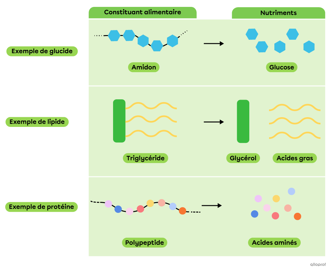 La décomposition des constituants alimentaires en nutriments.