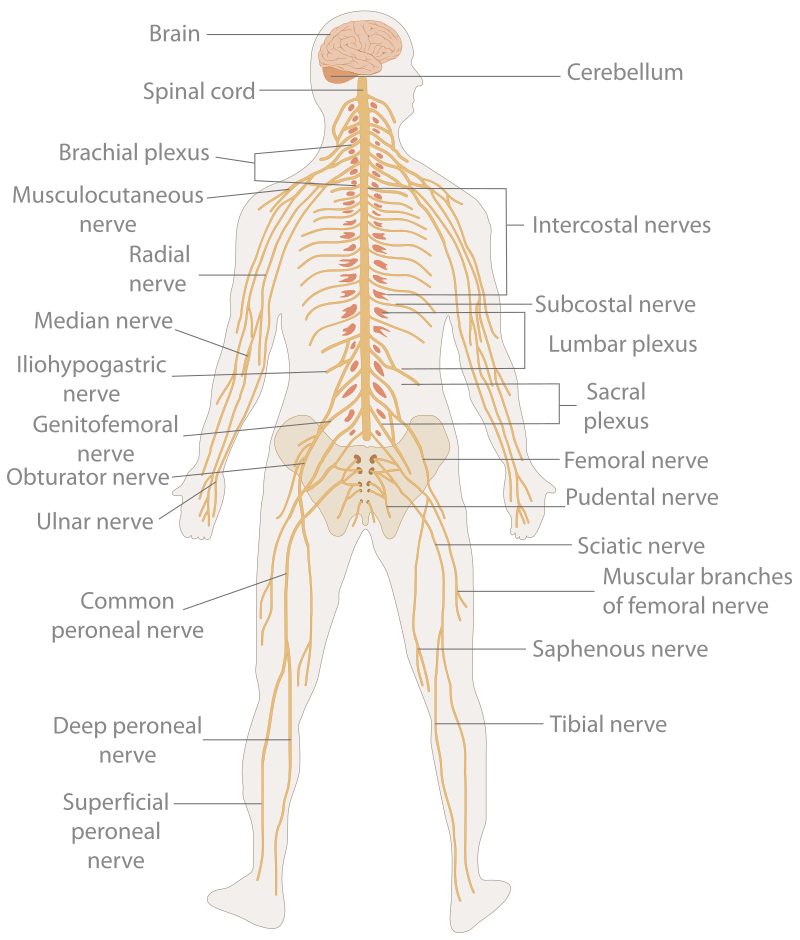 The spinal nerves branch out from the spinal cord.