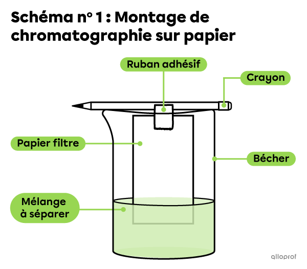 Le schéma du montage pour la séparation des pigments de feuilles d’épinards à l’aide d’une chromatographie sur papier.