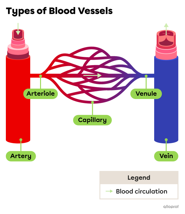 The Circulatory System and Anatomy | Secondaire | Alloprof