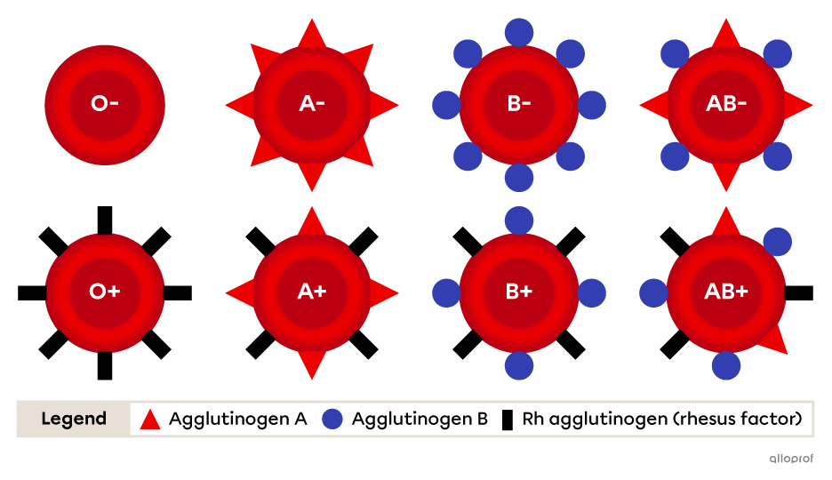 The O- blood type does not have any agglutinogens. The O+ blood type has black rectangles. The A- blood type has red triangles. The A+ blood type has red triangles and black rectangles. The B- blood type has blue circles. The B+ type has blue circles and black rectangles. The AB- blood type has red triangles and blue circles. The AB+ blood type has red triangles, blue circles and black rectangles.