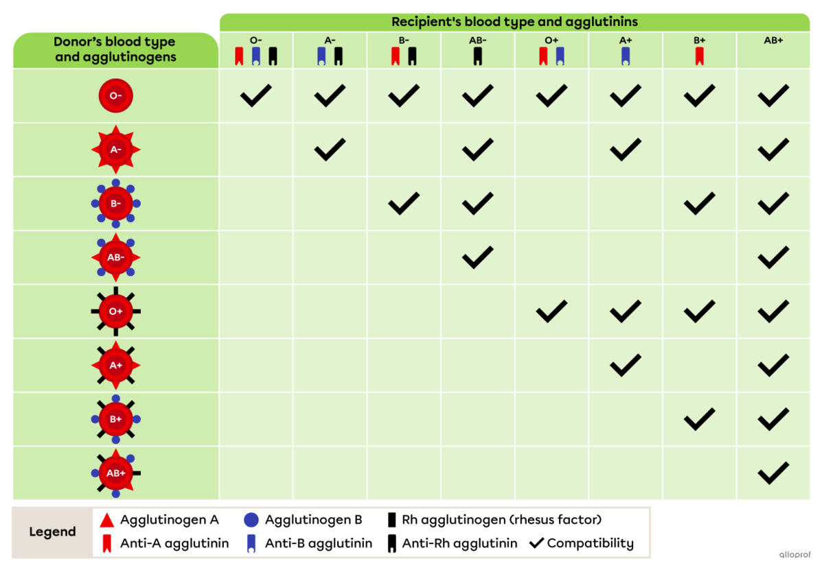 blood-types-and-compatibility-secondaire-alloprof