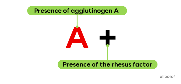 The name A+ indicates that agglutinogens A and Rh are present on the surface of the red blood cells.