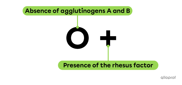 The name O+ indicates that the agglutinogens A and B are absent while the Rh agglutinogen is present on the surface of the red blood cells.