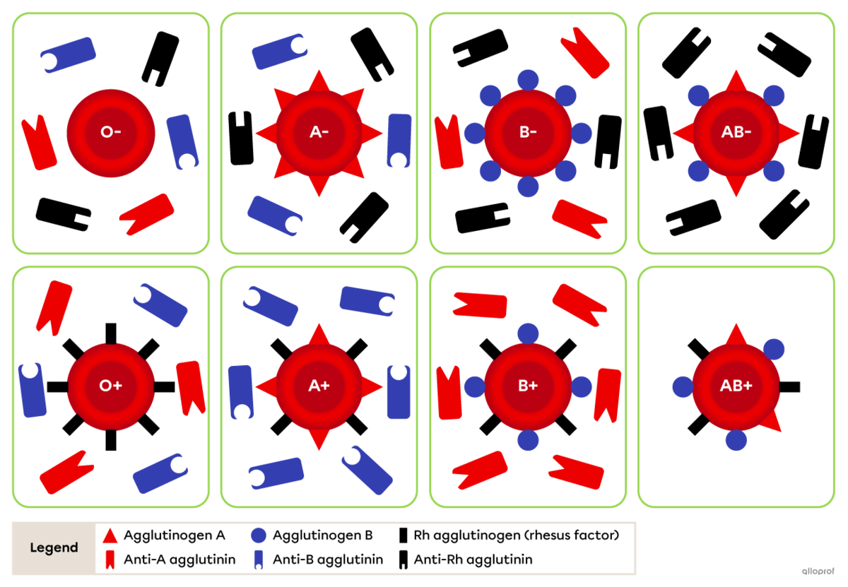 This diagram represents a red blood cell, its agglutinogens and the agglutinins present in the blood of each type. There are eight blood types in total.