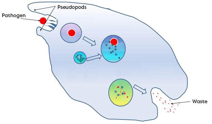 Phagocytosis.