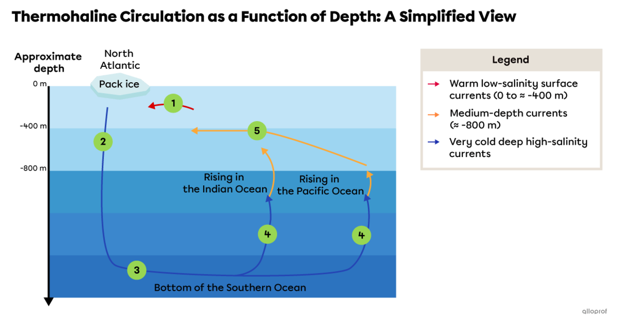 The thermohaline circulation starts at the surface of the North Atlantic where the water sinks to the bottom of the Southern Ocean. Then the deep current branches out towards the Indian Ocean and the Pacific Ocean. Finally, the Indian and Pacific branches join and return to the Atlantic Ocean through medium-depth currents.