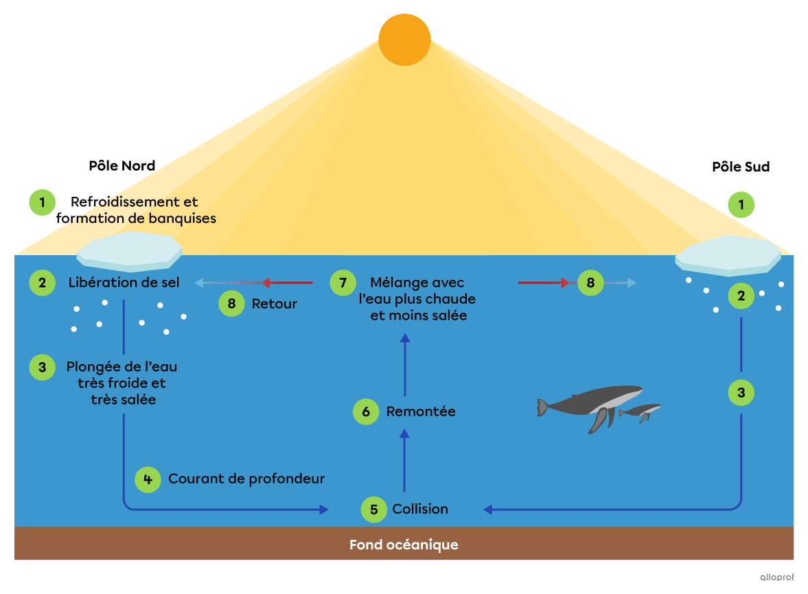 Les courants de profondeur qui s’initient près des pôles où l’eau très froide et très salée s’enfoncent dans les profondeurs pour atteindre le fond océanique. Lorsque les masses d’eau remontent vers la surface, elles ont tendance à se mélanger avec de l’eau plus chaude et moins salée avant de retourner à leur point de départ.