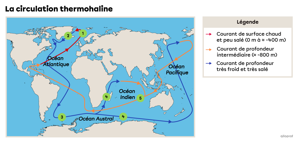 La circulation thermohaline débute à la surface de l’Atlantique Nord où l’eau s’enfonce dans les profondeurs pour rejoindre le fond de l’océan Austral. Ensuite, une branche profonde se dirige vers l’océan Indien et une autre vers l’océan Pacifique. Finalement, les branches indienne et pacifique se rejoignent et retournent dans l’océan Atlantique grâce à des courants de profondeur intermédiaire.