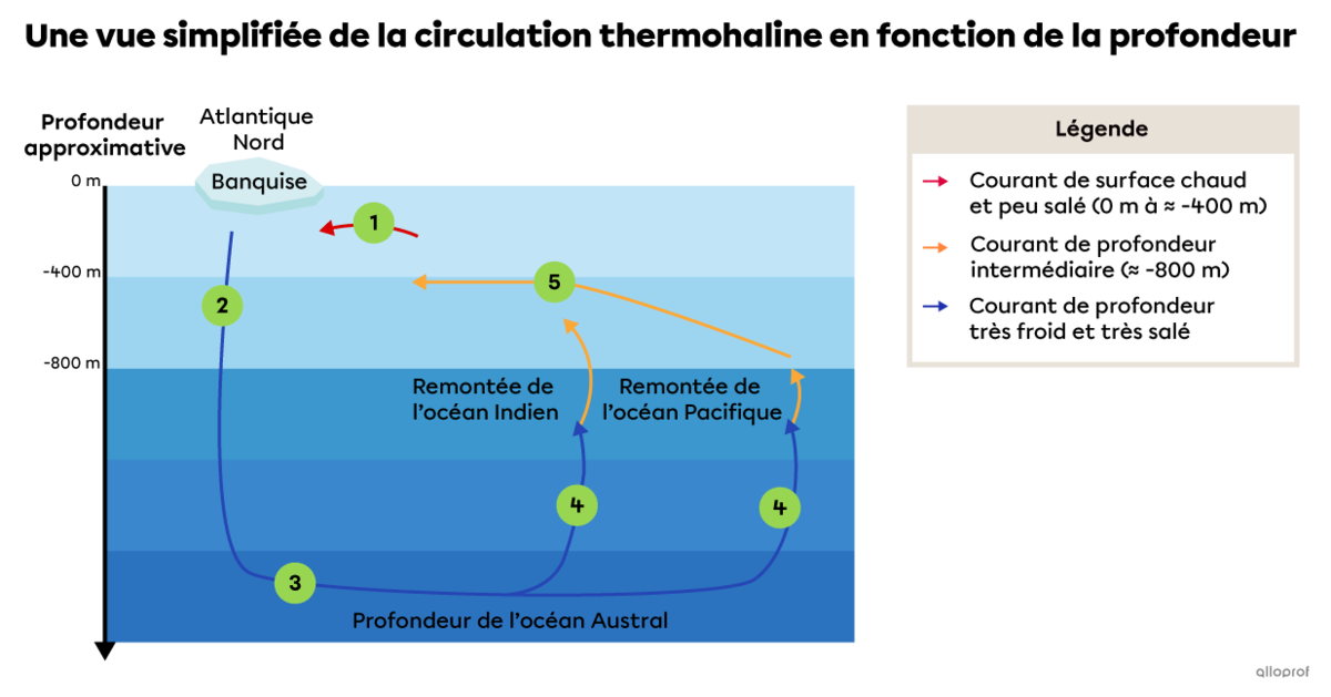 La circulation thermohaline débute à la surface de l’Atlantique Nord où l’eau s’enfonce dans les profondeurs pour rejoindre le fond de l’océan Austral. Ensuite, une branche profonde se dirige vers l’océan Indien et une autre vers l’océan Pacifique. Finalement, les branches indienne et pacifique se rejoignent et retournent dans l’océan Atlantique grâce à des courants de profondeur intermédiaire.