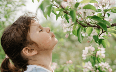 A little girl smells apple blossoms. 