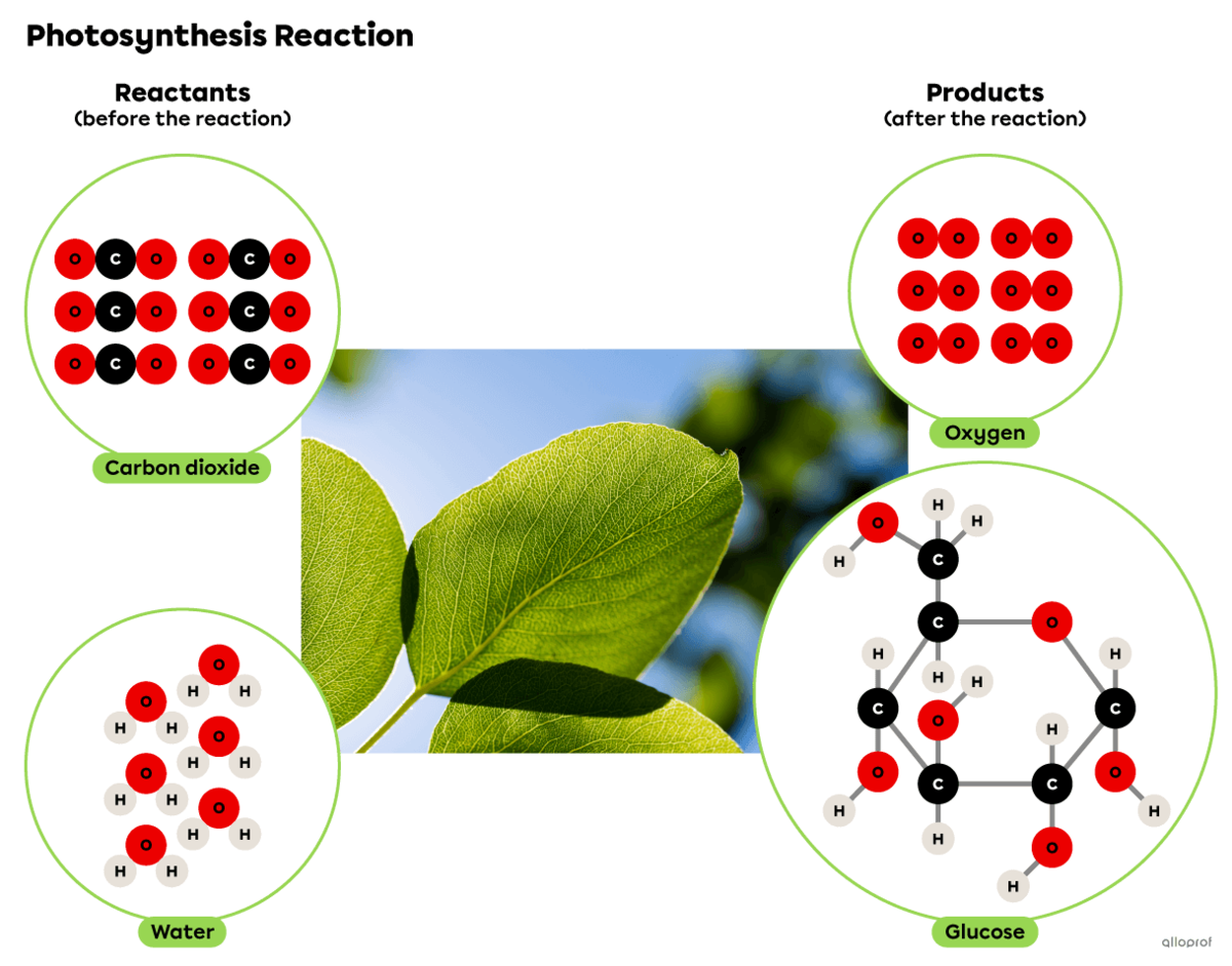 The photosynthesis reaction uses carbon dioxide and water to produce oxygen and glucose in the presence of sunlight.