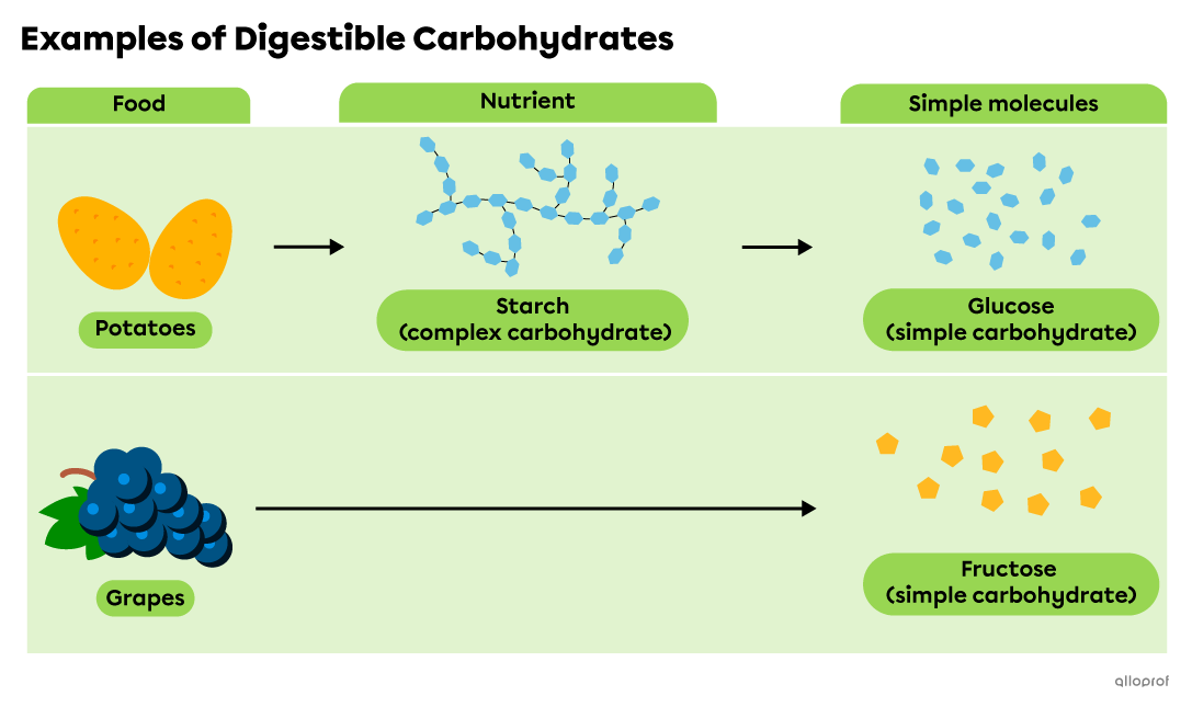 Grapes contain simple carbohydrates, which are assimilated through the digestive process. Potatoes contain starch, a complex carbohydrate that is broken down into simple carbohydrates during digestion. 