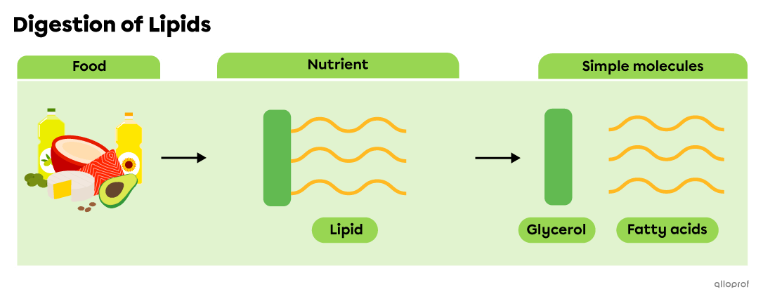 Vegetable oils, avocados, coconuts, meat and fish contain lipids, which are broken down into glycerols and fatty acids during digestion. 