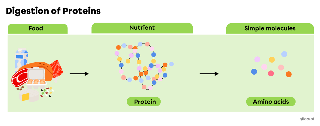 Milk, cheese, legumes, eggs, meat and fish contain proteins that are broken down into amino acids during digestion.