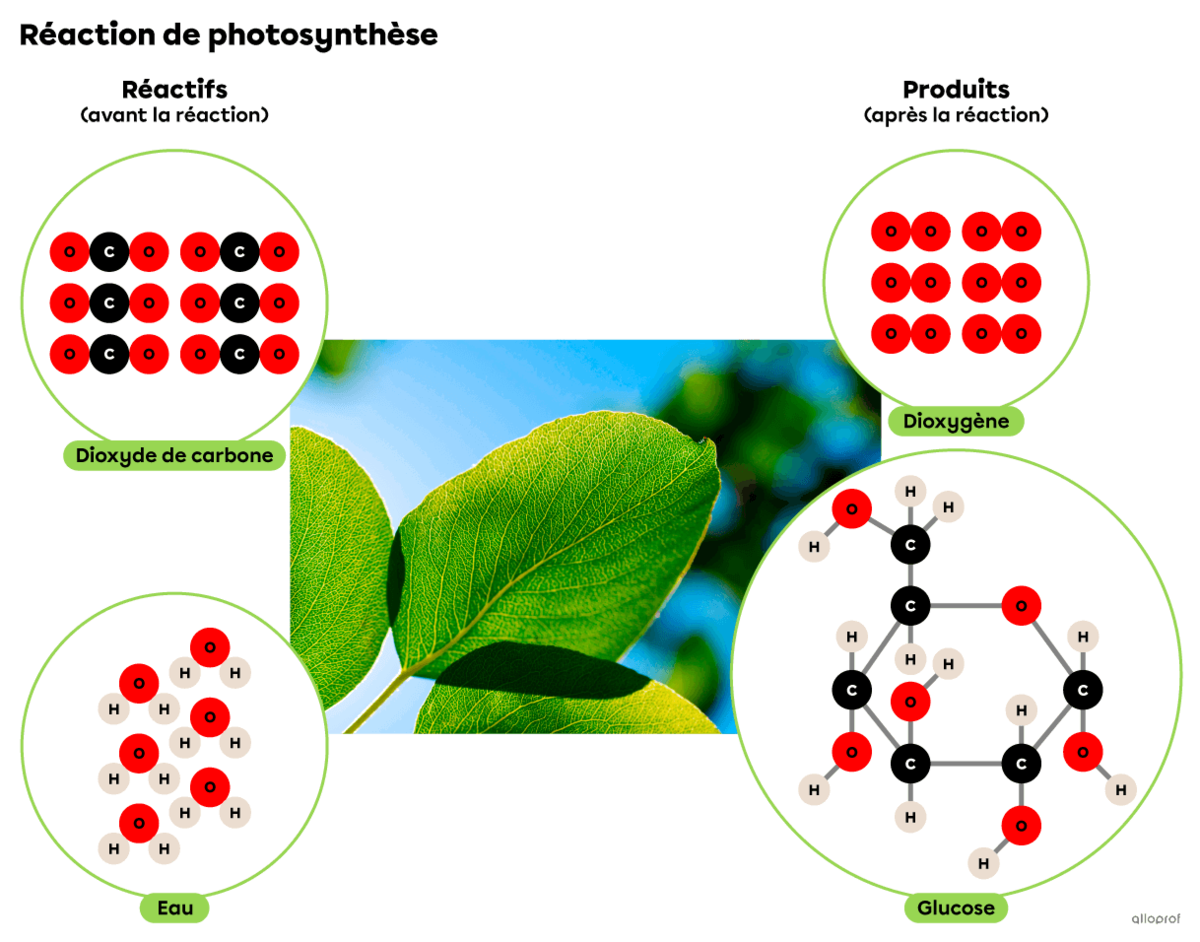 La réaction de photosynthèse consomme du dioxyde de carbone et de l’eau pour produire du dioxygène et du glucose. 