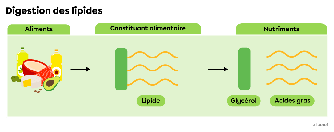 Les huiles végétales, les avocats, les noix de coco, les viandes et les poissons contiennent des lipides, qui sont décomposés en glycérols et en acides gras lors de la digestion.