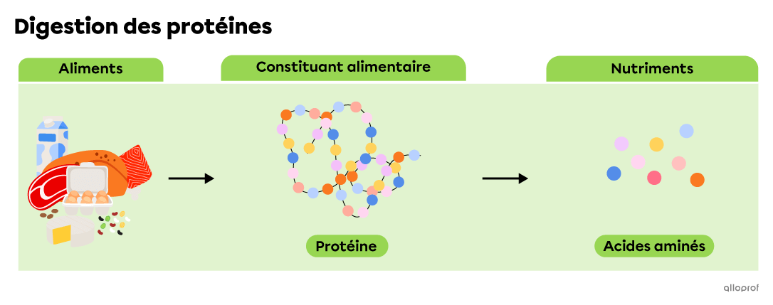 Le lait, le fromage, les légumineuses, les œufs, la viande et le poisson contiennent des protéines qui sont décomposés en acides aminés lors de la digestion.