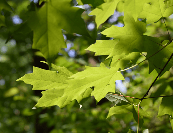 Maple leaves on a tree.