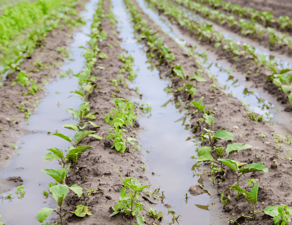 Water in a field seeps into the ground.