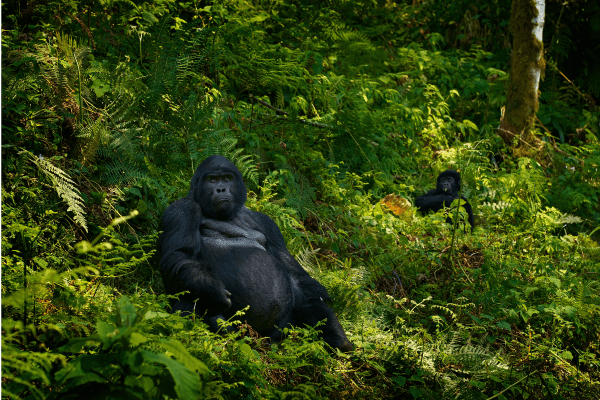 Mountain gorillas in the forest.