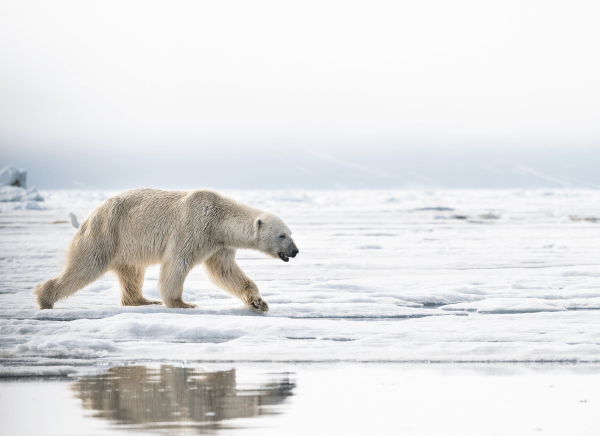 Photographie d’un ours blanc qui marche sur une banquise. 