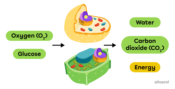 A cellular respiration diagram.