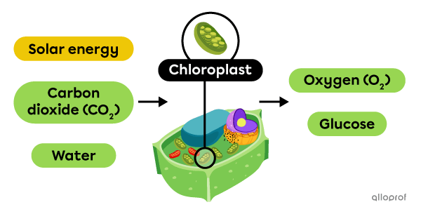 A photosynthesis diagram.