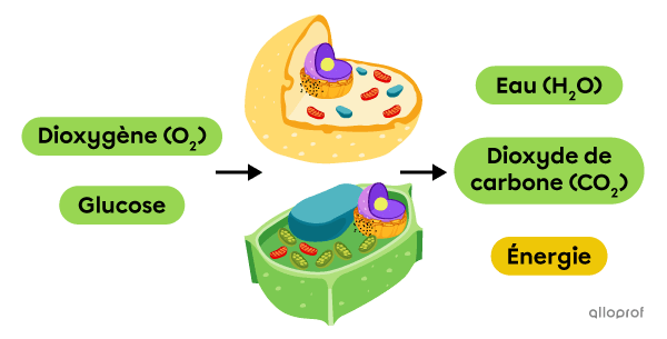 Schéma de la respiration cellulaire.