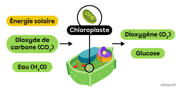 Schéma de la photosynthèse.