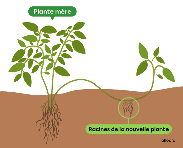 Une branche de la plante mère touche le sol et s’enracine sans être détachée de la plante mère.