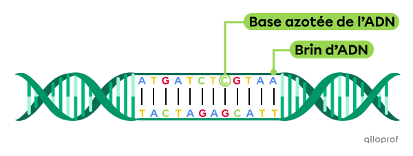 Une molécule d'ADN.