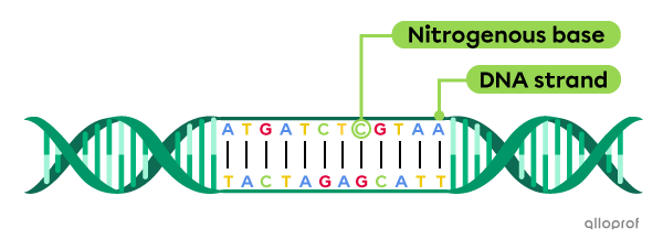 A segment of a DNA molecule.